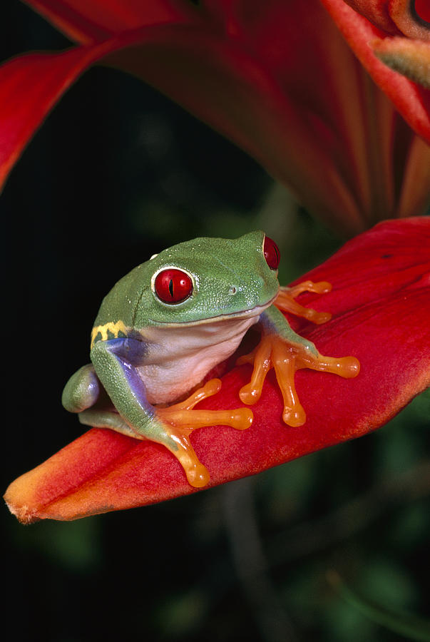 Red-eyed Tree Frog Agalychnis Callidryas Photograph by Michael Durham