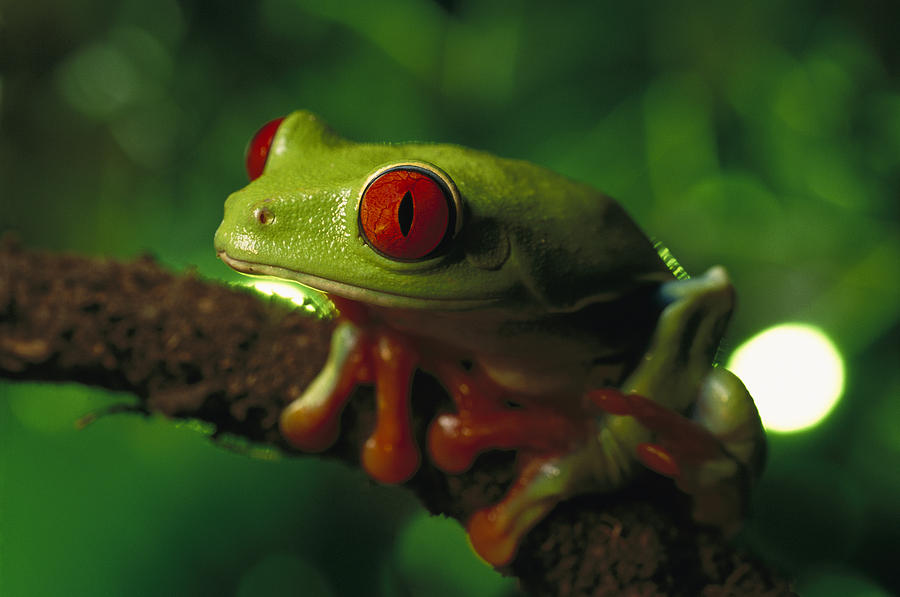 Red-eyed Tree Frog Agalychnis Photograph by Heidi & Hans-Juergen Koch