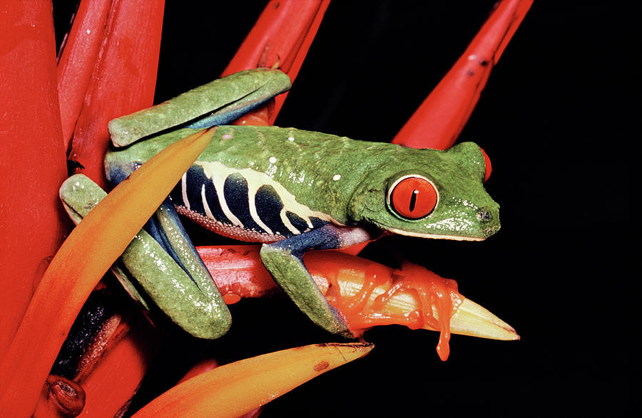 Red-eyed Tree Frog Agalychnis Photograph by Michael & Patricia Fogden