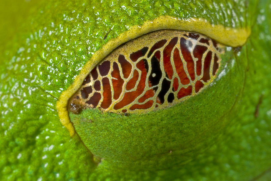 Red Eyed Tree Frog Eyelid Costa Rica Photograph by Piotr Naskrecki