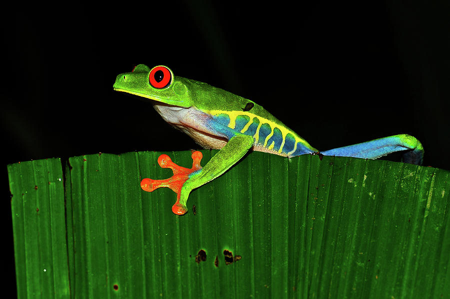 Red Eyed Tree Frog Photograph by Harry Spitz