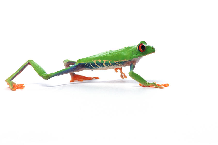 Red Eyed Tree Frog Walking by Design Pics