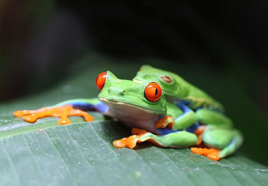 Red Eyed Tree Frogs Photograph by Johnny Cordero - Fine Art America