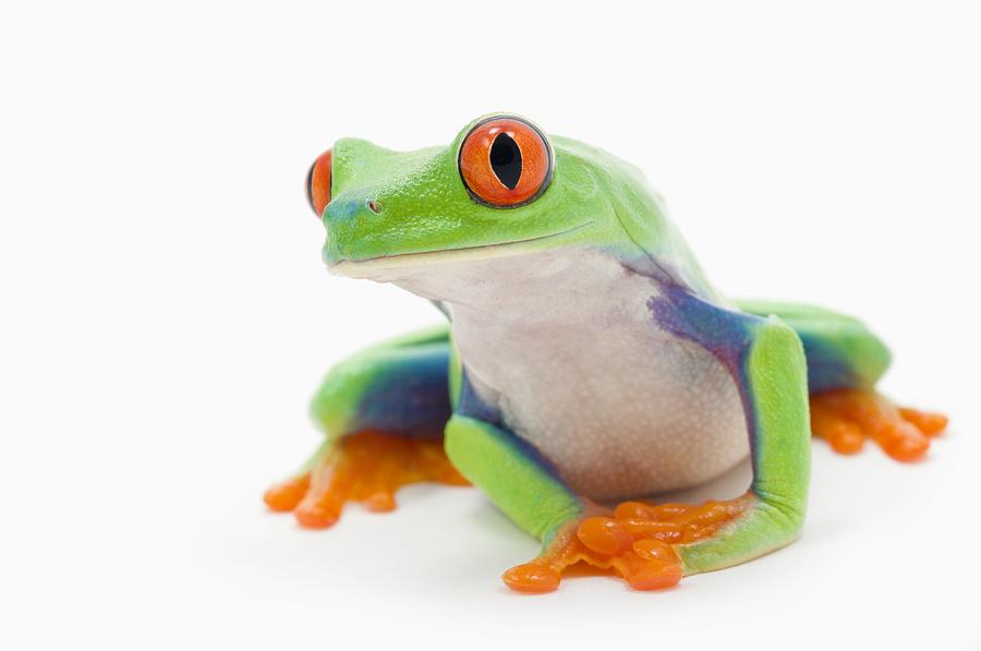 Red-eyed Treefrog Agalychnis Callidryas Photograph by Corey Hochachka ...