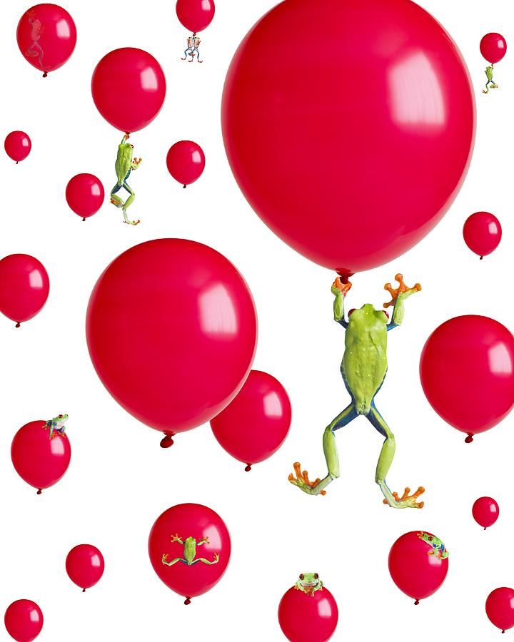 Amphibians Photograph - Red-eyed Treefrogs Floating On Red by Corey Hochachka