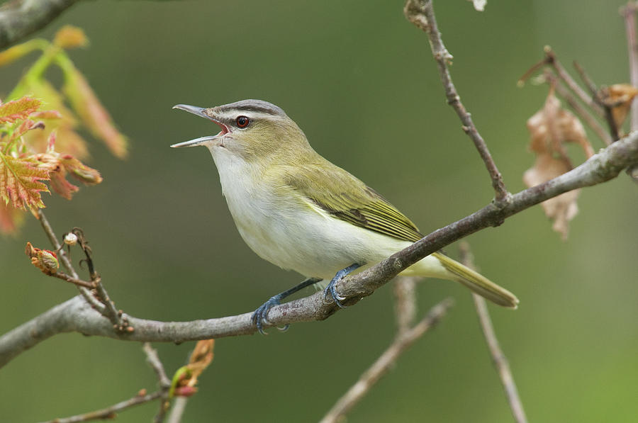 Red-eyed Vireo Vireo Olivaceus Calling Photograph by Steve Gettle