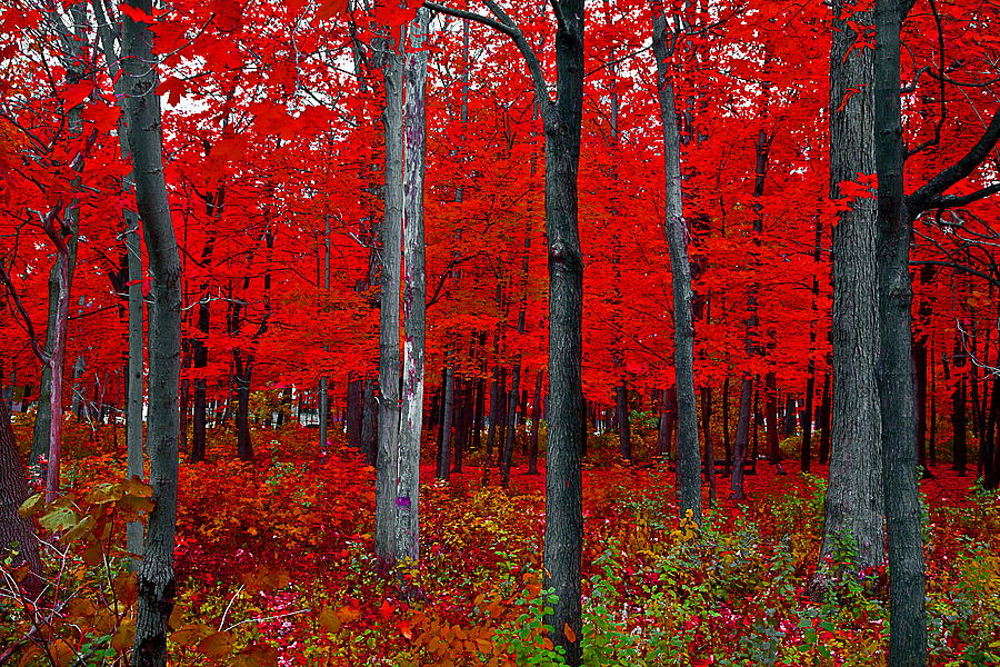 Red Fall Forest Photograph by Burney Lieberman