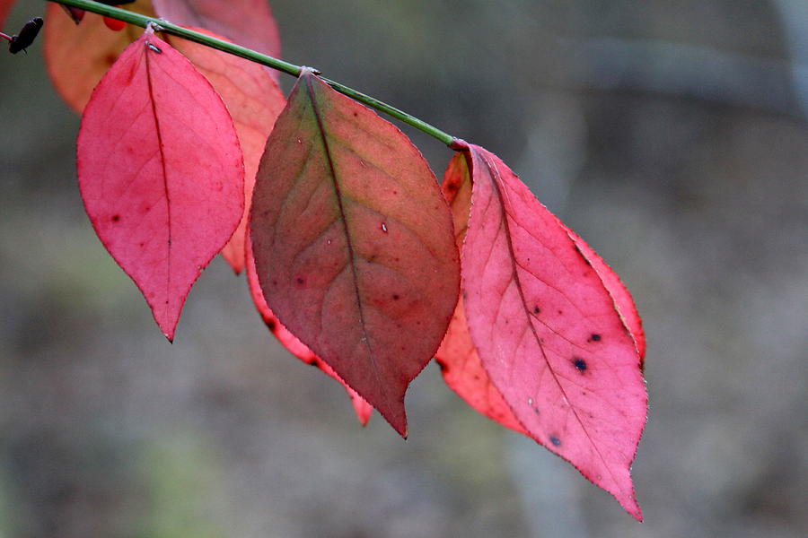 Red Fall Leaf Photograph by Rick Rauzi - Fine Art America