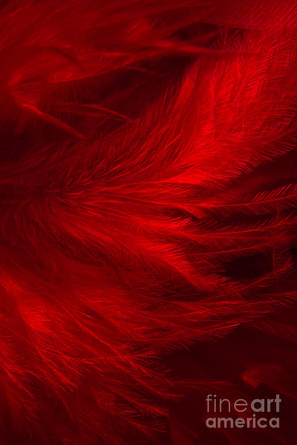 Red Feathers - 1 Photograph by Ann Garrett