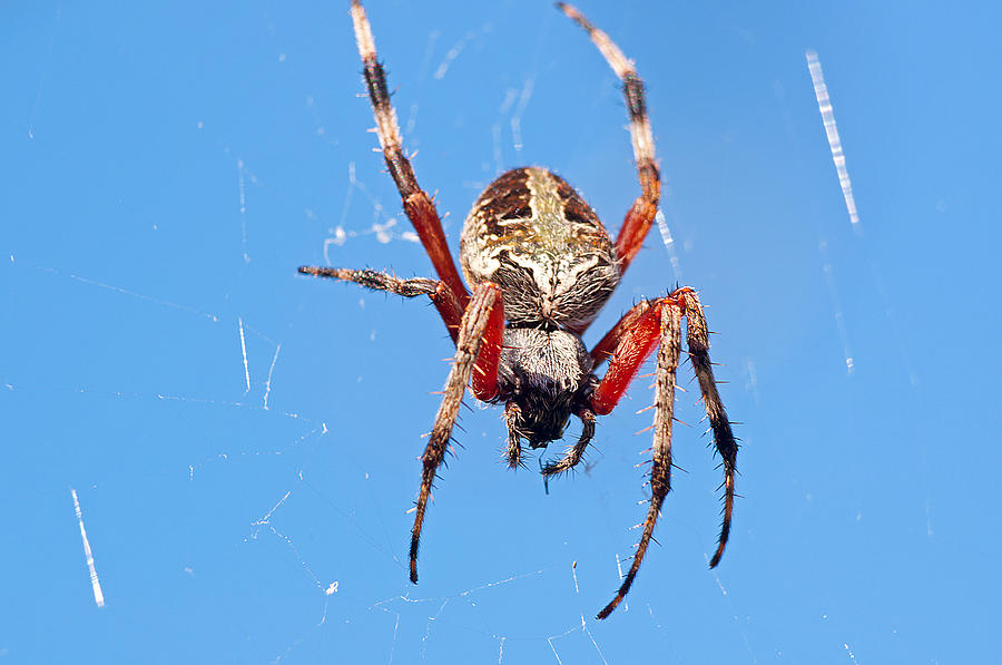 Red Femured Orb Weaver Photograph by Kenneth Albin