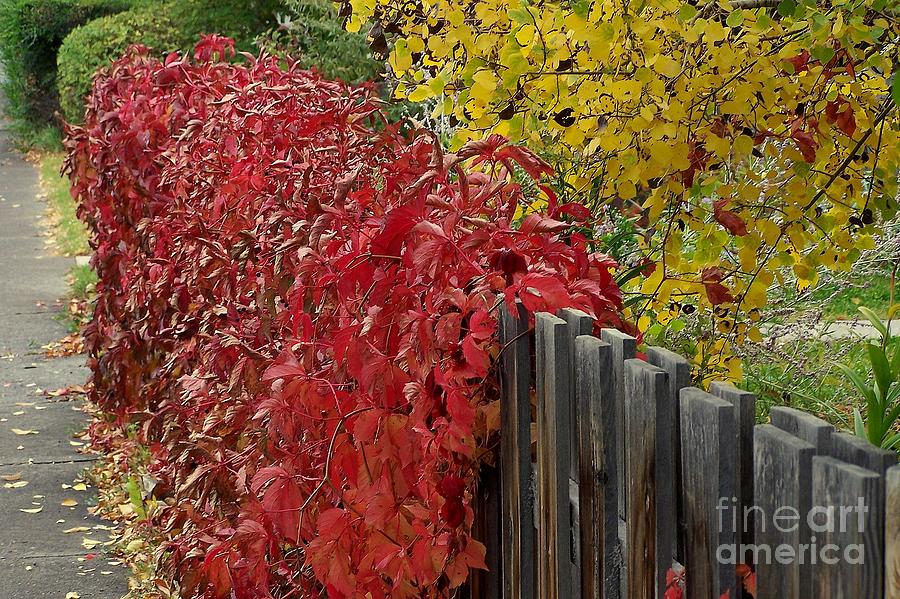 Red Fence Photograph by Dorrene BrownButterfield