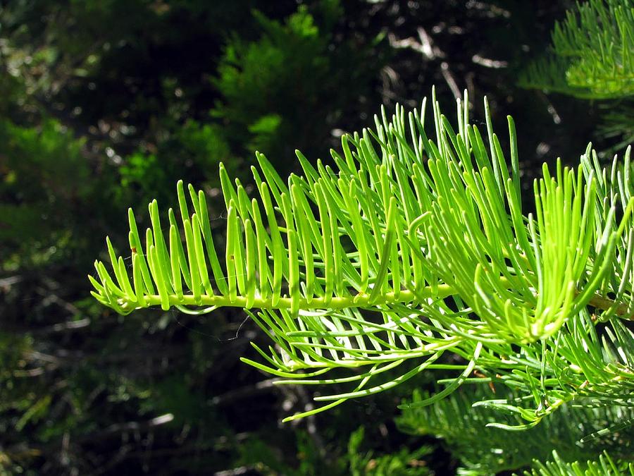 Red Fir Needles Photograph by Chris Gudger