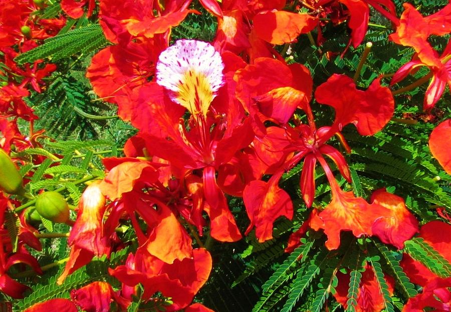 Flowers Still Life Photograph - Red Flamboyant Flower by Robin Becker
