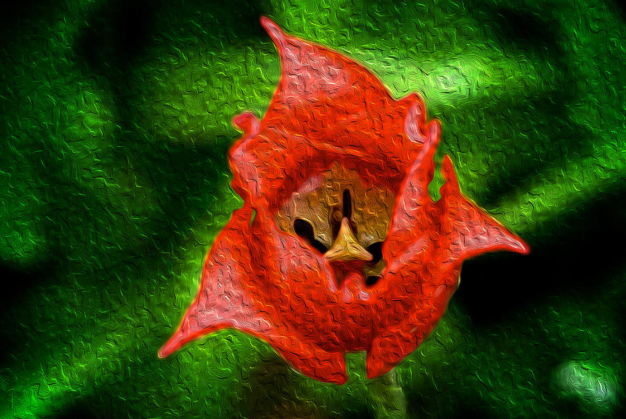 Red flower Photograph by Prince Andre Faubert