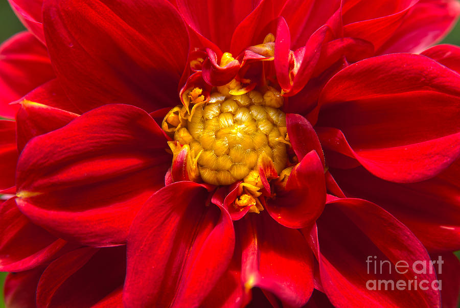 Red Flower Photograph by Jeannette Hunt