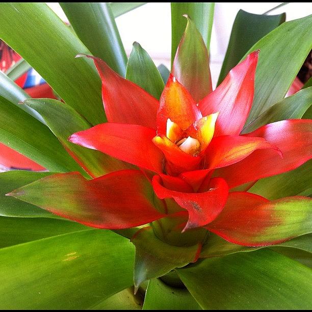 Nature Photograph - #red #flower #plant #potted by Claire Raphaela
