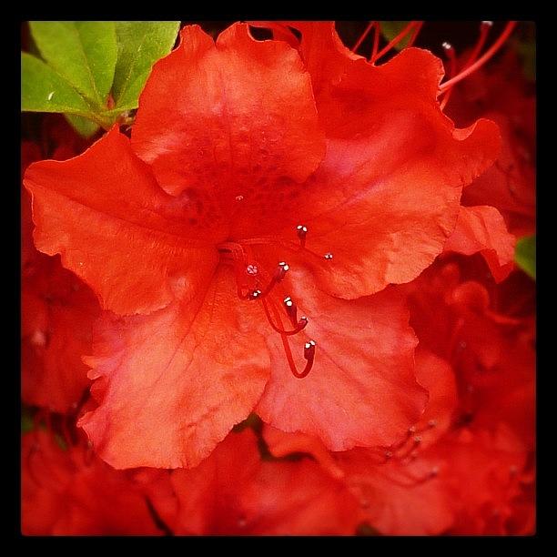 Summer Photograph - #red #flower #rhododendron #common by Bex C