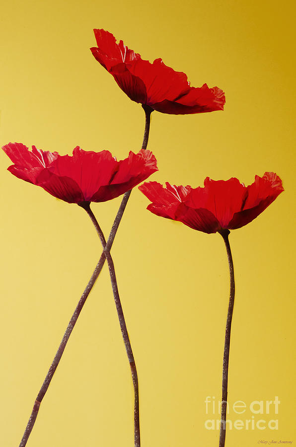 Red-Flowered Corn Poppies Photograph by Mary Jane Armstrong