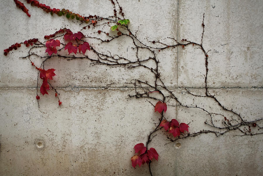Red Flowered Vine  Photograph by Lorraine Devon Wilke