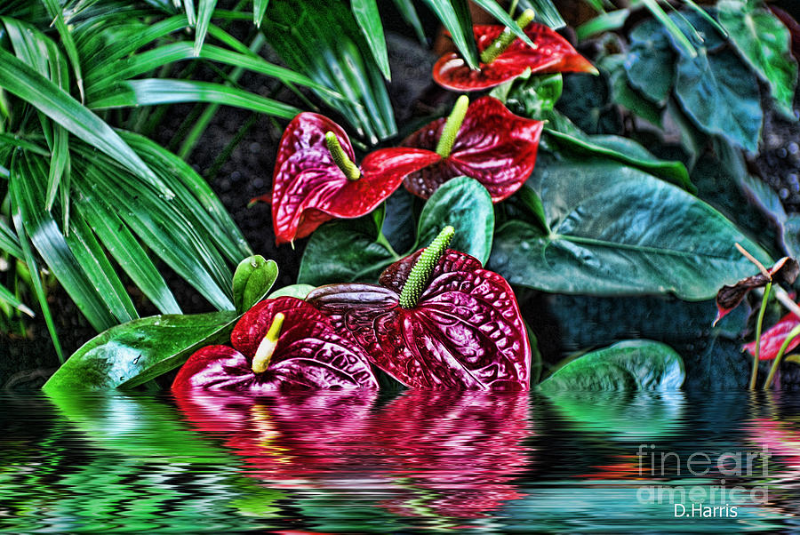 Flower Photograph - Red Flowers by Dawn Harris