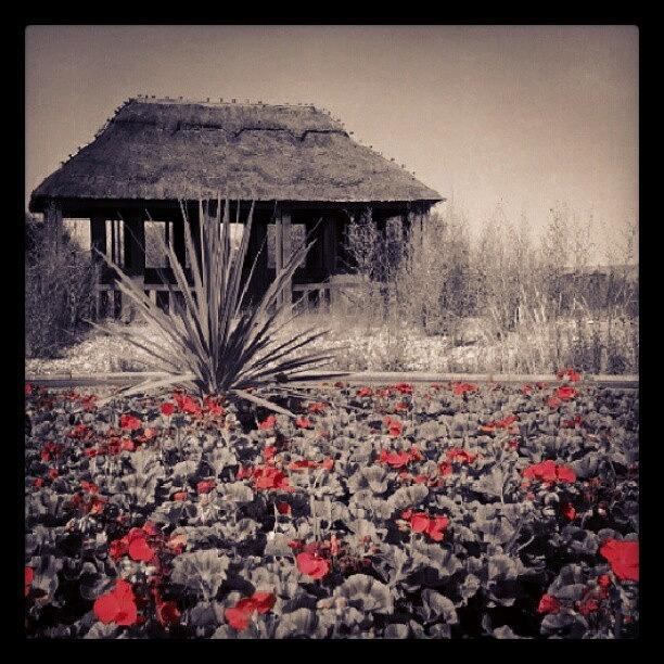 Flower Photograph - Red Flowers #red #flowers #plant #hut by Invisible Man