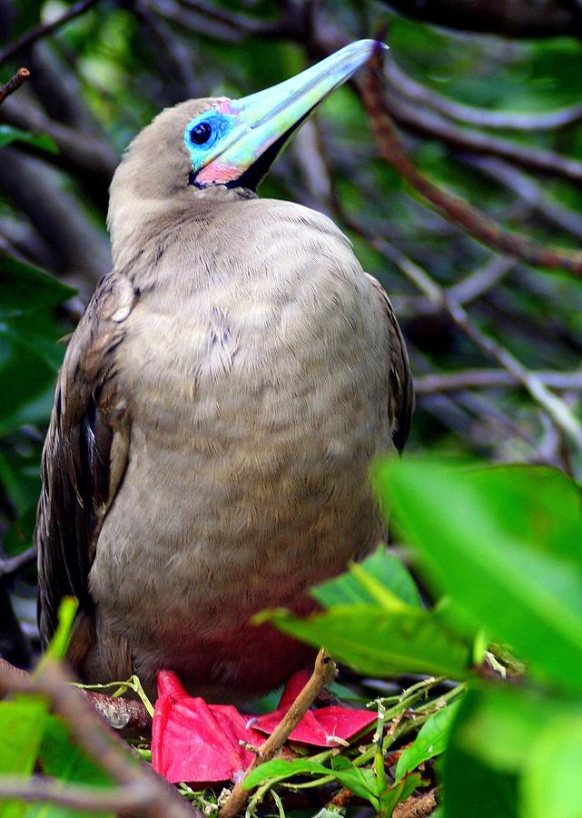 Nature Photograph - Red Footed Booby by Laurel Talabere