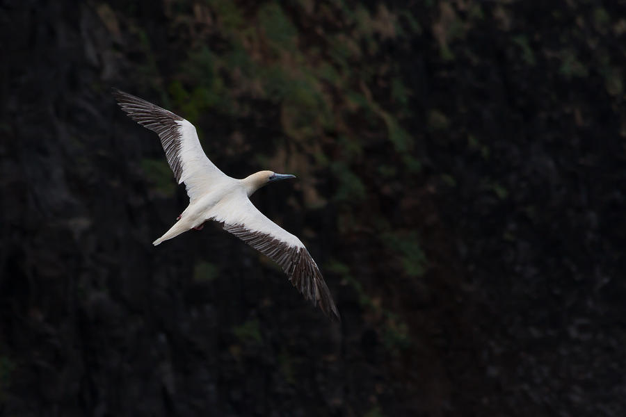 Red Footed Booby Photograph by Roger Mullenhour