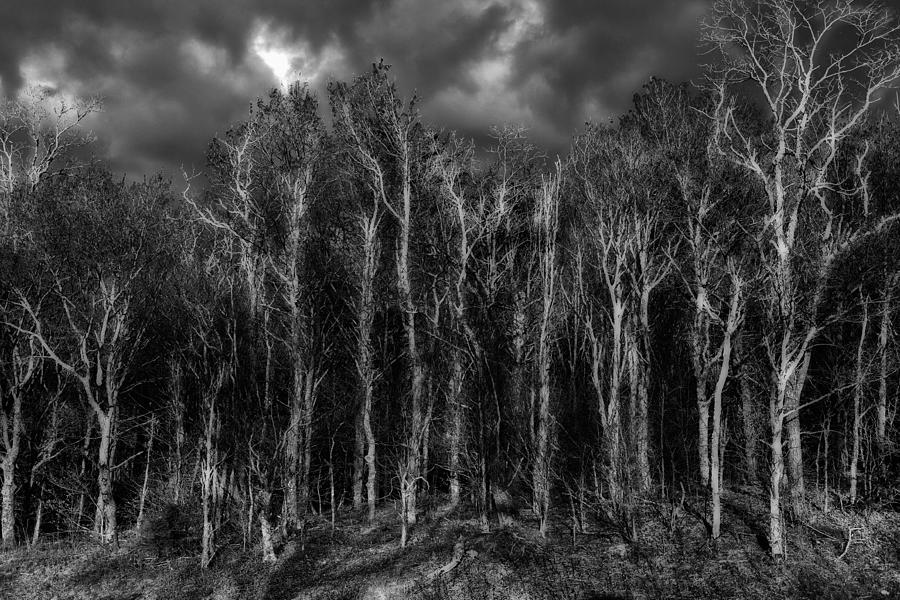Red Forest BW Photograph by Dan Carmichael