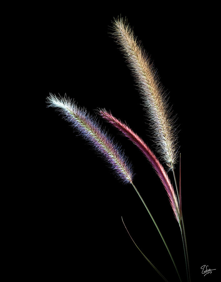 Red Fountain Grass Photograph by Endre Balogh