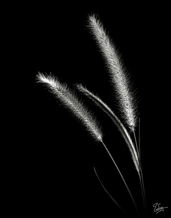 Red Fountain Grass in Black and White Photograph by Endre Balogh