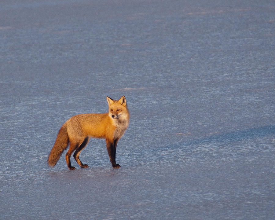 Red Fox At Sunrise Photograph by Craig Leaper