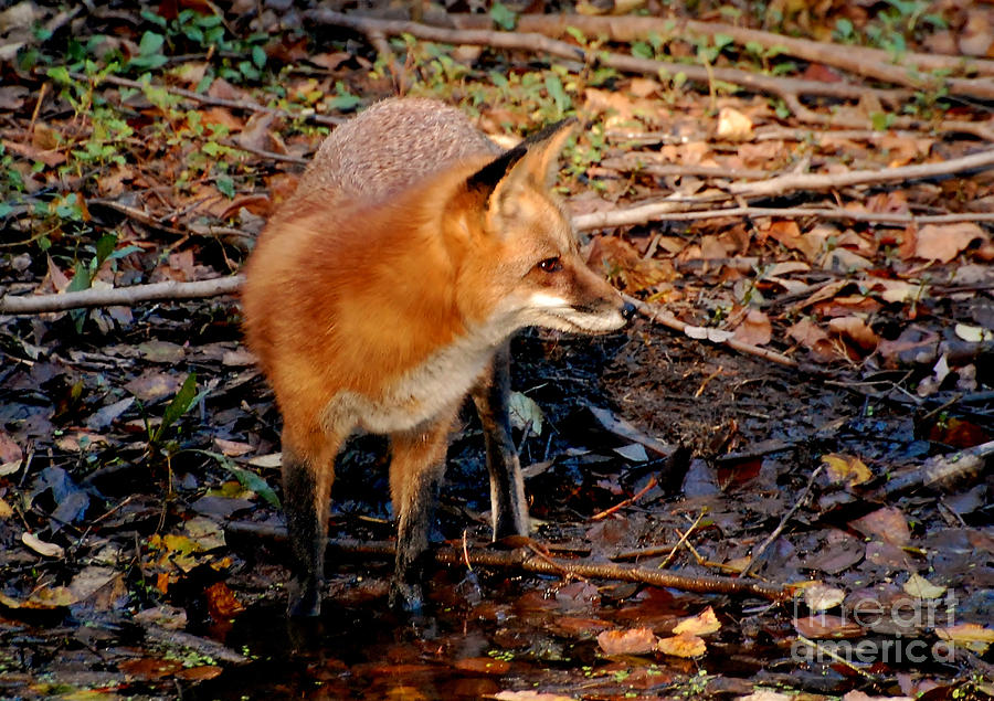 Red Fox At The Rivers Edge Photograph by Kathy Baccari