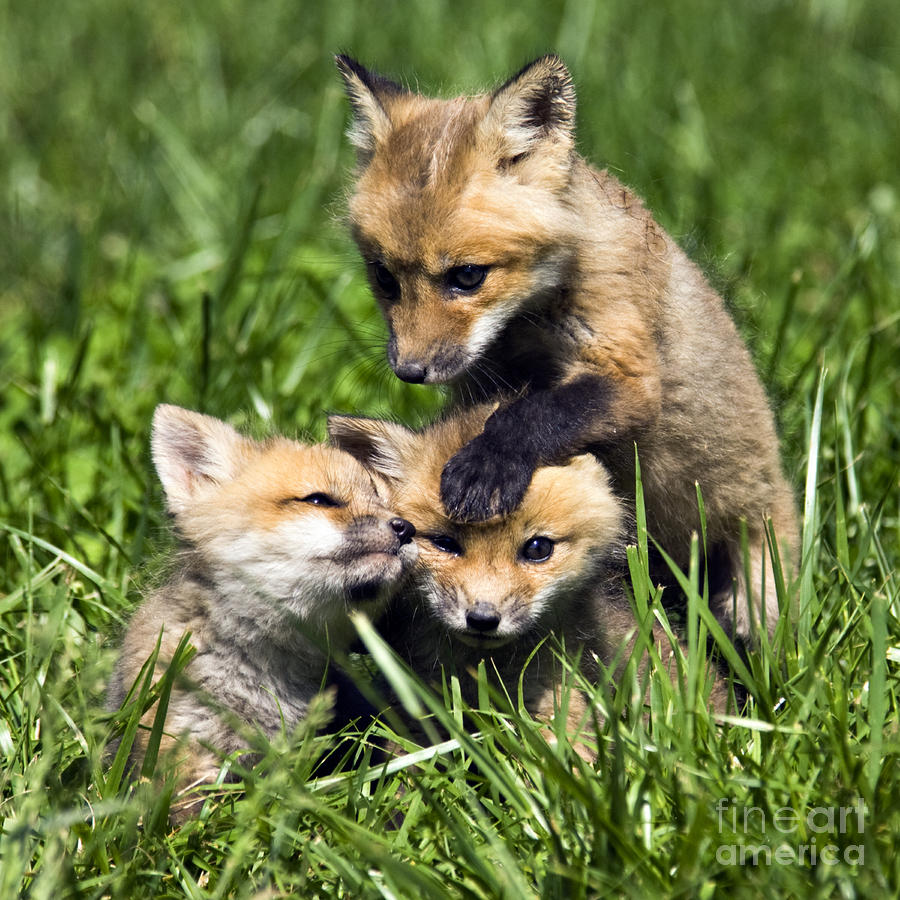 Fox Photograph - Red Fox Babies - D006647 by Daniel Dempster