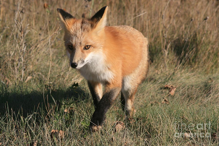 Red Fox Coming at You Photograph by Mary Mikawoz