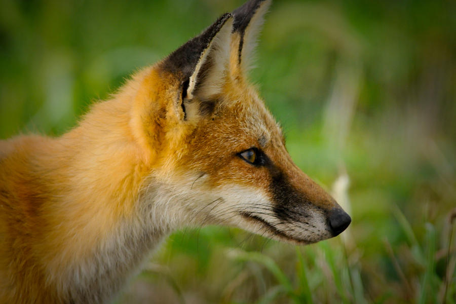 Red Fox  Photograph by Craig Leaper