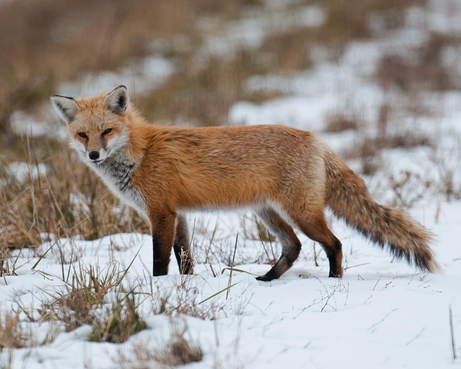 Red Fox Photograph by Craig Leaper