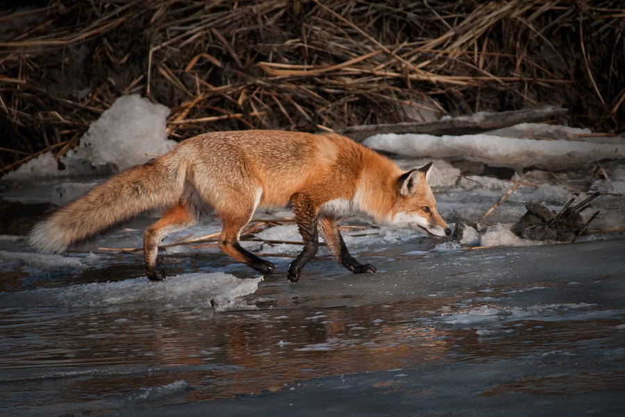 Red  Fox Crossing Photograph by Craig Leaper