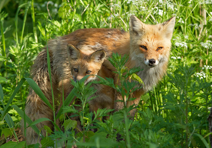 Red fox family Photograph by Mircea Costina Photography