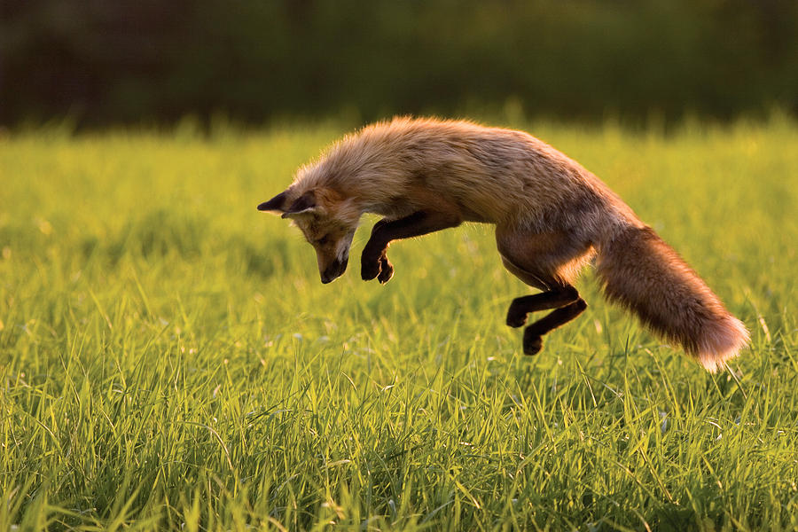 Red Fox Hunting, Prince Edward Island Photograph by John Sylvester