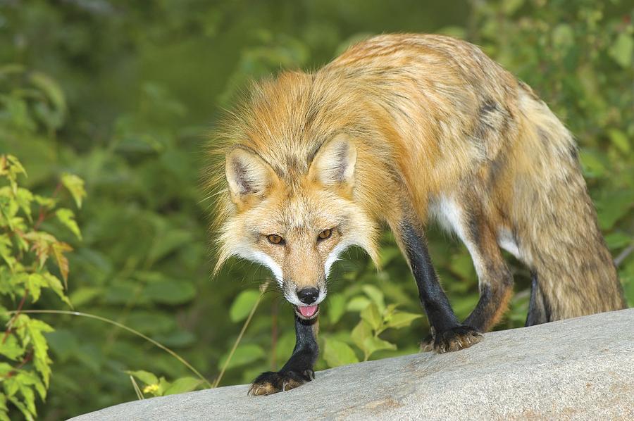 Red Fox Photograph by John Pitcher - Fine Art America