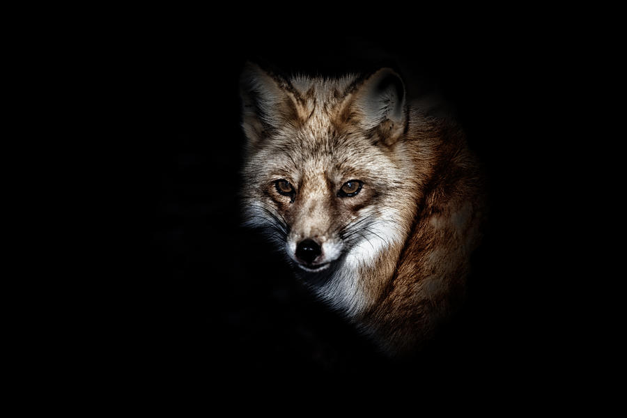 Animal Photograph - Red Fox by Karol Livote