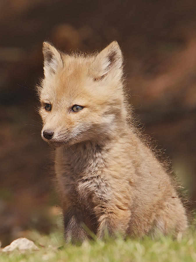 Red Fox Kitt Photograph by Dale J Martin