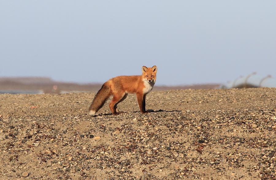Red Fox Lone Hunter Alaska Photograph by Sam Amato