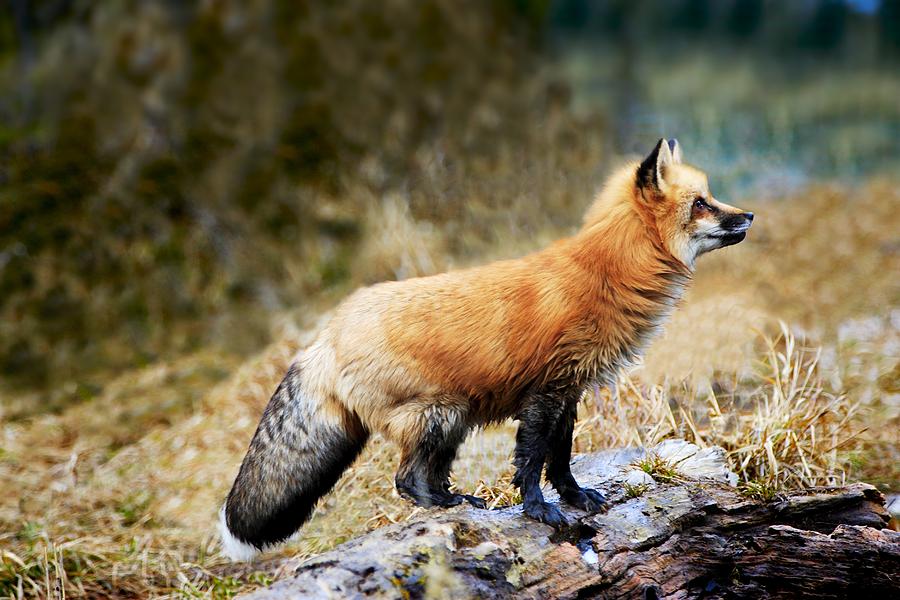 Red Fox On Rocks Photograph by Richard Wear