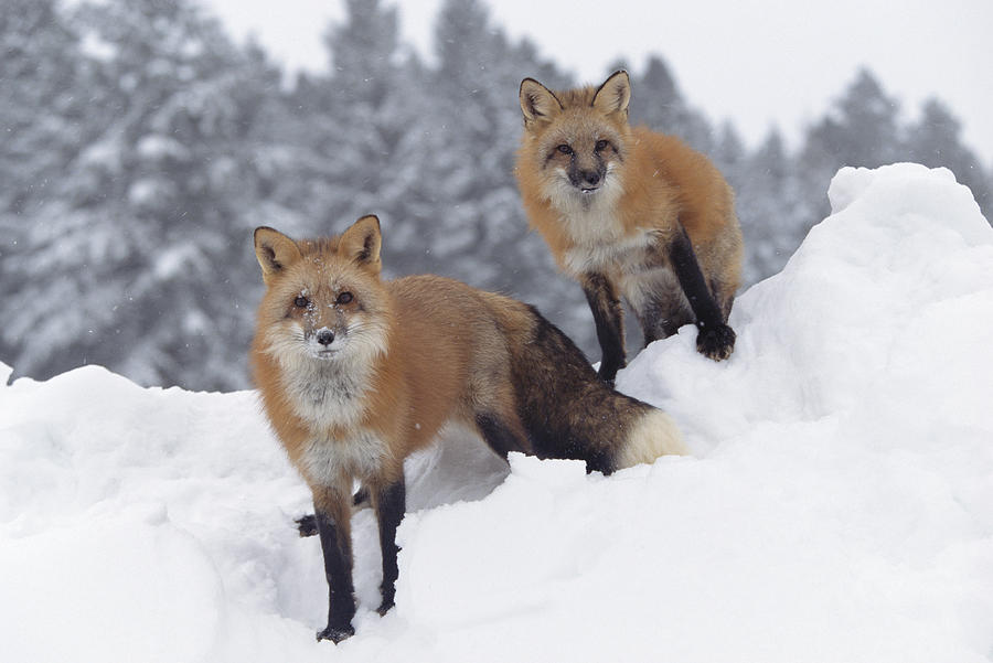Red Fox Pair In Snow Fall Showing Photograph by Tim Fitzharris