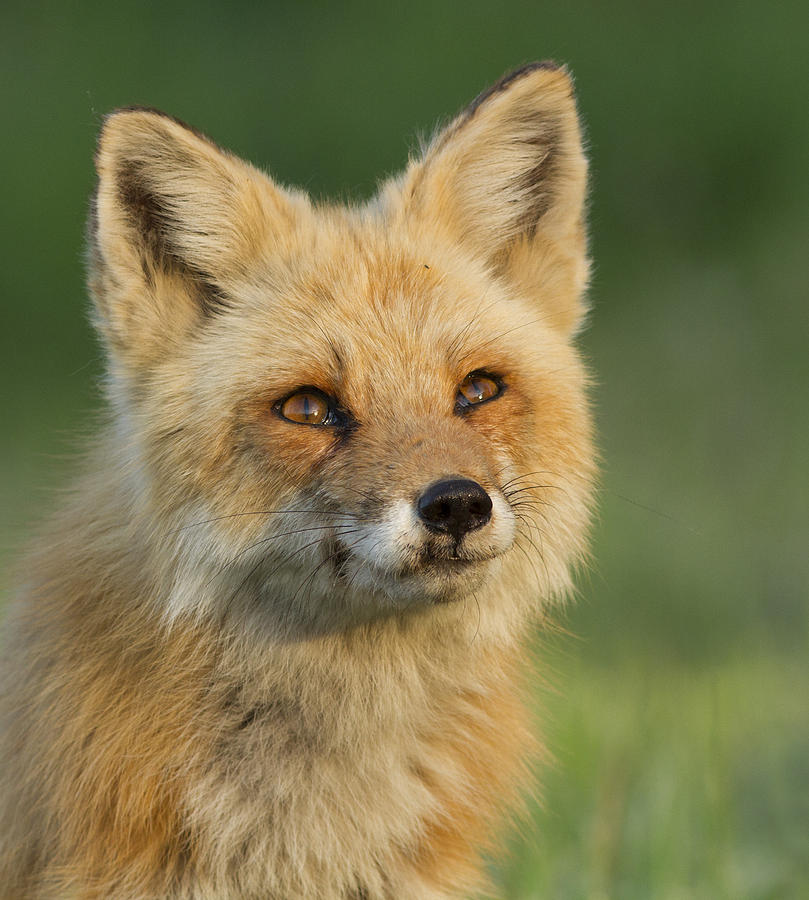 Red Fox Portrait Photograph by Mircea Costina Photography