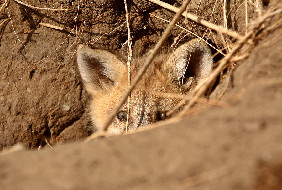 Spring Photograph - Red Fox pup peaking out of den by Mark Duffy