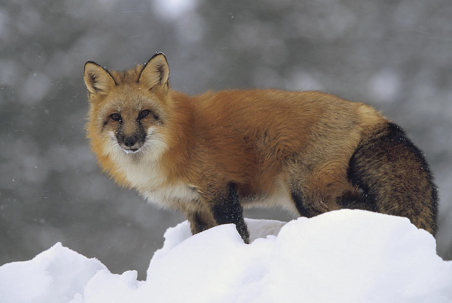 Red Fox Standing At The Top Of A Snow Photograph by Tim Fitzharris