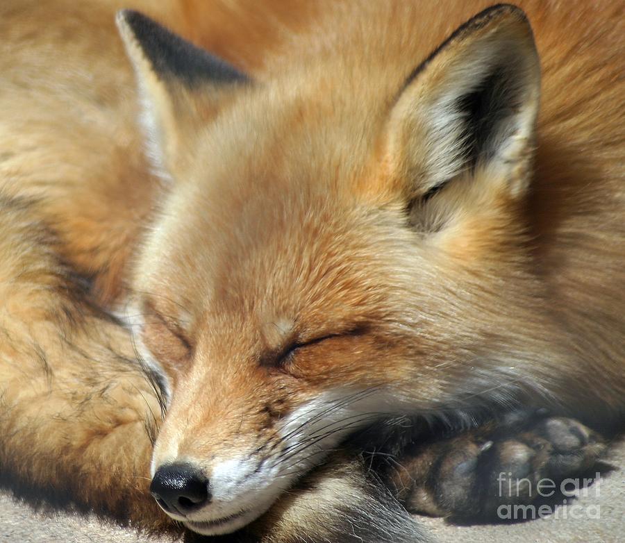 Red Fox Taking A Nap Photograph by Living Color Photography Lorraine Lynch