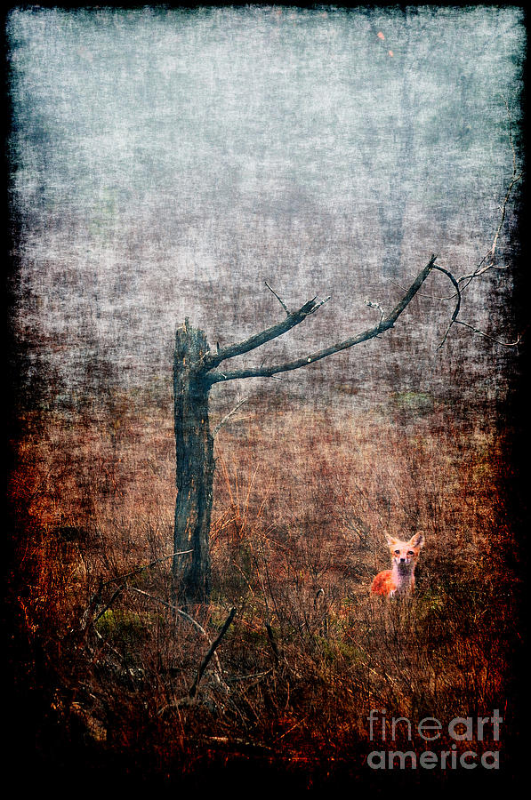 Red fox under tree Photograph by Dan Friend